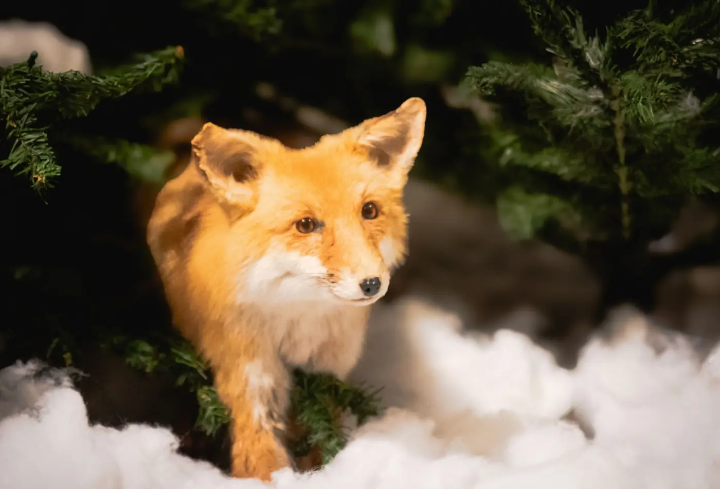 Country Critters: Our Wild Neighbors
