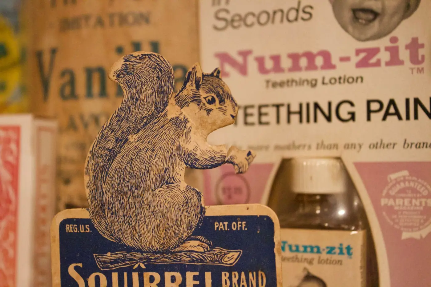 The Squirrel Who Found Me